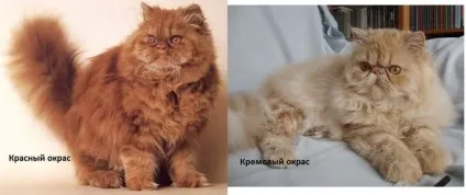 Перські кішки, якими бувають і чим відрізняються (кішки) Перські кішки, якими бувають і чим відрізняються