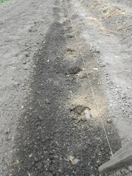 Пекінська капуста агротехніка дуже подрбно (коментарі) Пекінська капуста агротехніка дуже подрбно
