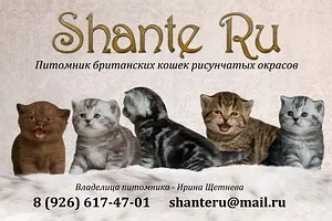 Розплідники британських короткошерстих кішок