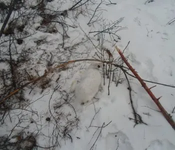 Петлі на зайця (сильце на зайців)