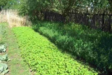 Планування і створення плану дизайну городу, саду на ділянці (саду) Планування і створення плану дизайну городу, саду на ділянці