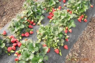 Планування і створення плану дизайну городу, саду на ділянці (планування) Планування і створення плану дизайну городу, саду на ділянці