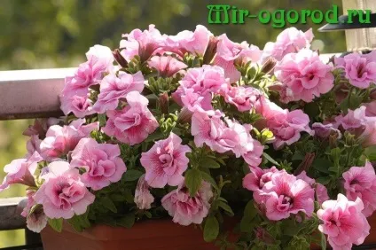 Петунія коли садити на розсаду (догляд домашніх умовах) Петунія коли садити на розсаду