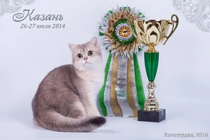 Розплідники британських короткошерстих кішок