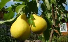 Плодові дерева колоноподібні - відео про відхід і посадці, хвороби, шкідники (плодові) Плодові дерева колоноподібні - відео про відхід і посадці, хвороби, шкідники