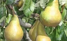 Плодові дерева колоноподібні - відео про відхід і посадці, хвороби, шкідники (плодові) Плодові дерева колоноподібні - відео про відхід і посадці, хвороби, шкідники