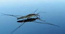 Чому масло не тоне у воді - все про воду (тоне) Чому масло не тоне у воді - все про воду