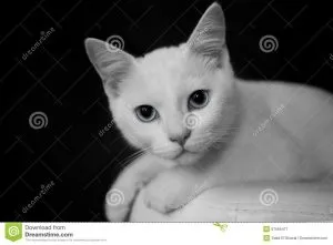 Чому кішка перебирає передніми лапами, котячий помічник (котячий) Чому кішка перебирає передніми лапами, котячий помічник