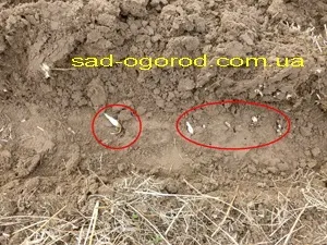 Плуг Зикова та інші плуги для мотоблоків та мотокультиваторів (плуги) Плуг Зикова та інші плуги для мотоблоків та мотокультиваторів