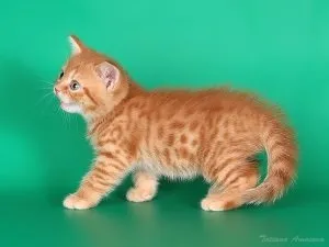 Чому кішка перебирає передніми лапами, котячий помічник (котячий) Чому кішка перебирає передніми лапами, котячий помічник