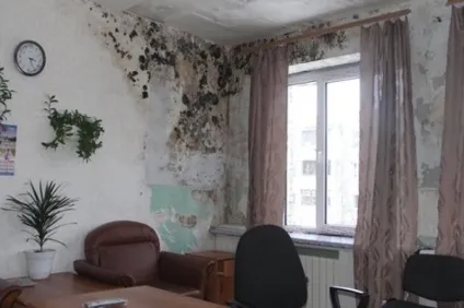 Цвіль на стіні в квартирі - що робити кошти від грибка (цвіль) Цвіль на стіні в квартирі - що робити кошти від грибка