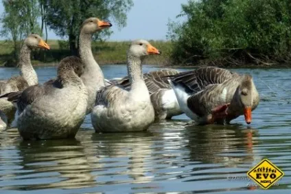 Чому гусак завжди сухий виходить з води) (гусак) Чому гусак завжди сухий виходить з води)