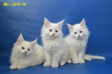 племінне положення