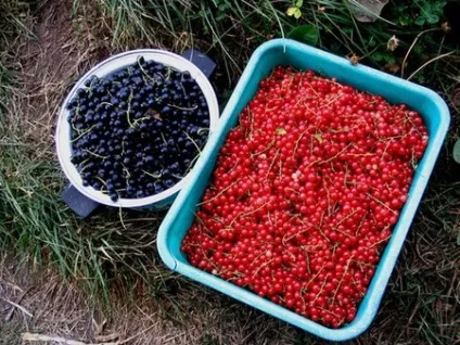Плодово-ягідні чагарники від посадки саджанців до збору врожаю і обрізки (збору) Плодово-ягідні чагарники від посадки саджанців до збору врожаю і обрізки