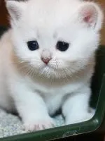 Чому у кошеняти сльозяться очі (чому) Чому у кошеняти сльозяться очі