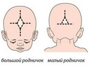 Чому у новонародженого маленький джерельце (чому) Чому у новонародженого маленький джерельце