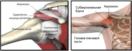 Підйом гантелей перед собою