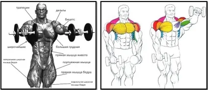 Підйом гантелей перед собою