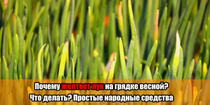 Чому жовтіє цибулю на грядці навесні що робити прості народні засоби, корисні поради (навесні) Чому жовтіє цибулю на грядці навесні що робити прості народні засоби, корисні поради