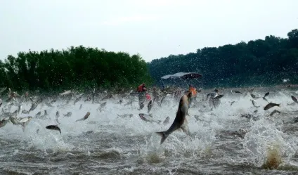 Чому риба вистрибує з води - все про воду (вистрибує) Чому риба вистрибує з води - все про воду