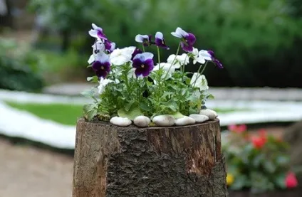 Вироби з пнів і корчів (вироби з пнів своїми руками) Вироби з пнів і корчів