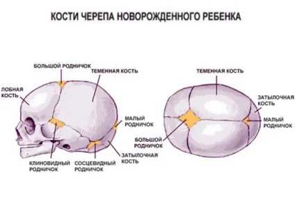 Чому у новонародженого маленький джерельце (новонародженого) Чому у новонародженого маленький джерельце