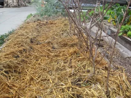 Підгодовуємо абрикос і отримуємо високий урожай (урожай) Підгодовуємо абрикос і отримуємо високий урожай