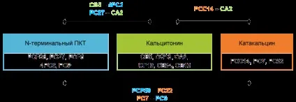 Прокальцитонін і кальцитонін (прокальцитонін) Прокальцитонін і кальцитонін