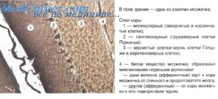 проміжний мозок