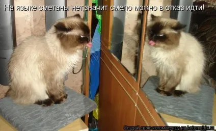 Про кота, і про сметану