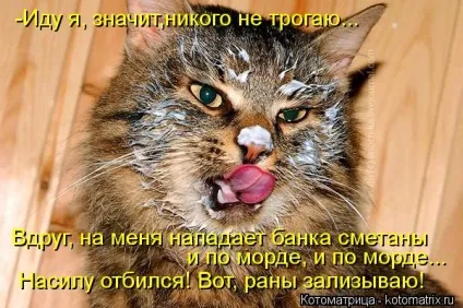 Про кота, і про сметану