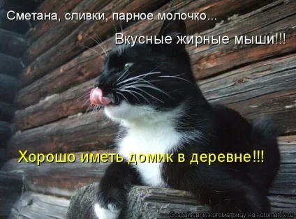 Про кота, і про сметану