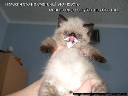 Про кота, і про сметану