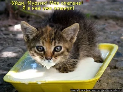 Про кота, і про сметану