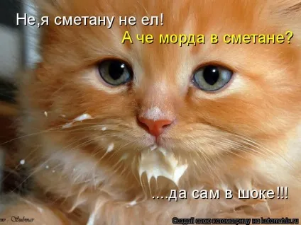 Про кота, і про сметану