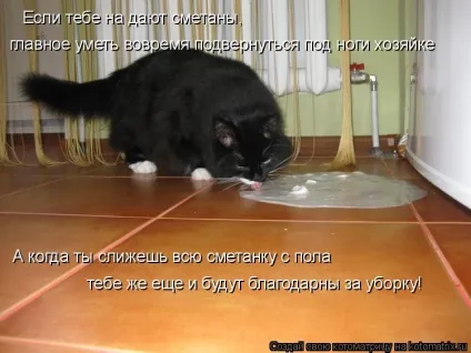 Про кота, і про сметану
