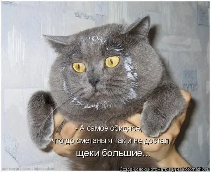 Про кота, і про сметану
