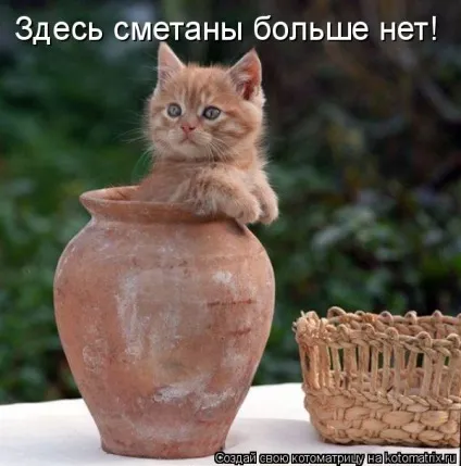 Про кота, і про сметану