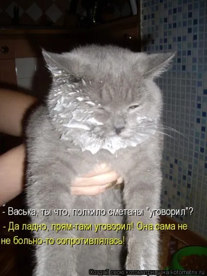 Про кота, і про сметану