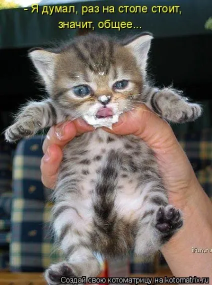 Про кота, і про сметану