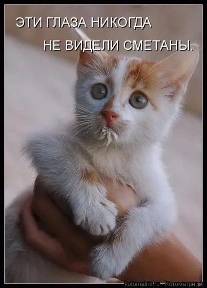 Про кота, і про сметану
