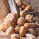 Підживлення капусти білокачанної - дачні поради (білокачанної) Підживлення капусти білокачанної - дачні поради