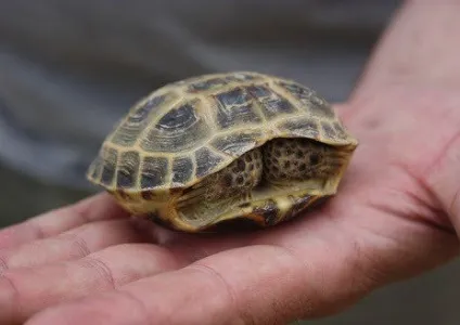 Купівля черепахи як не помилитися, статті (купувати черепаху) Купівля черепахи як не помилитися, статті