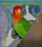 Папуга нерозлучник - все про нерозлучники (папуга нерозлучник фото) Папуга нерозлучник - все про нерозлучники