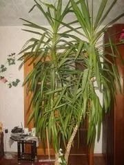Полив фіалок марганцівкою, кімнатні рослини (рослини) Полив фіалок марганцівкою, кімнатні рослини