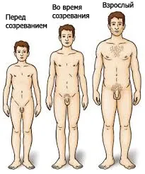 Статеве дозрівання у хлопчиків етапи і ознаки, ru-babyhealth (етапи) Статеве дозрівання у хлопчиків етапи і ознаки, ru-babyhealth
