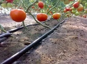 Полив в теплиці своїми руками - як зробити крапельний полив (система автоматичного поливу) Полив в теплиці своїми руками - як зробити крапельний полив