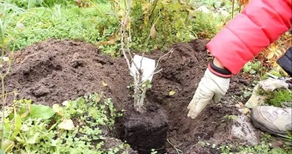 Посадка троянд навесні як правильно вибрати, садити саджанці з відкритою, закритою кореневою системою, (правильно) Посадка троянд навесні як правильно вибрати, садити саджанці з відкритою, закритою кореневою системою,