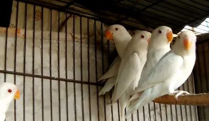 Папуги нерозлучники, все про папуг нерозлучники (фото і відео) (нерозлучники) Папуги нерозлучники, все про папуг нерозлучники (фото і відео)
