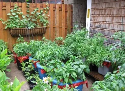 Популярні напрямки і прийоми садівництва (більшої популярності набуває) Популярні напрямки і прийоми садівництва